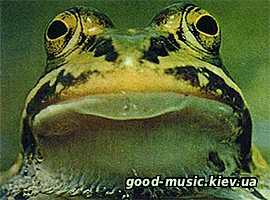 Статья Froggie Beaver, 1973 - From The Pond